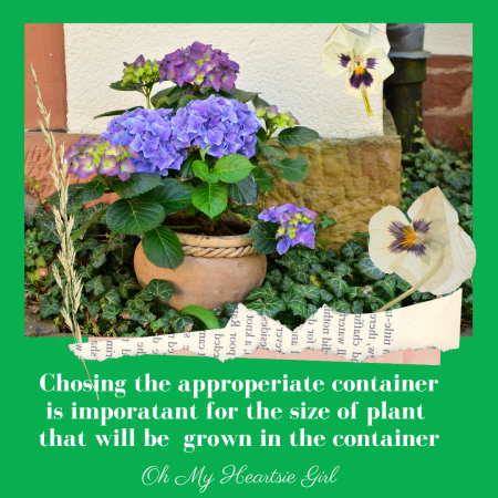  The-right-size-container-for-the-type-of-plant-will-result-in-the-succcess-of-plant-growth