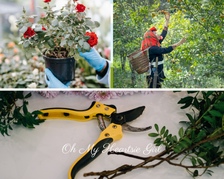 Top-5-Best-Pruning-Tips-to-Transform-Your-Garden-Into-an-Exquisite-Place