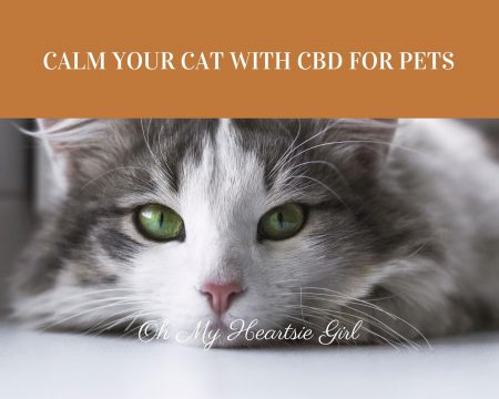 Calm-Your-Cat-with-CBD-for-Pets