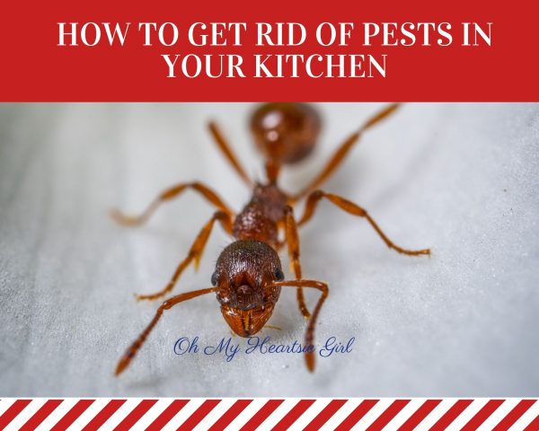  How-to-get-rid-of-bugs-and-pests-in-your-kitchen