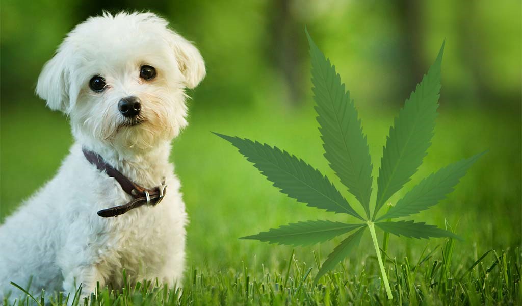 Use-A-Chart-To-Determine-The-Right-CBD-Dosage-For-Dogs