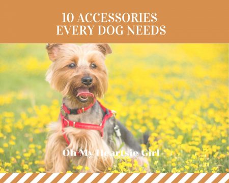 10-Accessories-Every-Dog-Needs