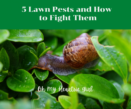  5-Lawn-Pests-and-How-to-Fight-Them