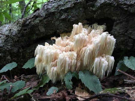  Lions-mane-is-a-kind-of-mushroom-that-people-use-for-medical-purposes-and-as-a-delicacy-in-dishes