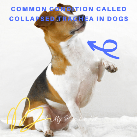 common-condition-called-collapsed-trachea-in-dogs