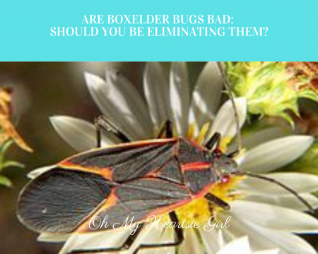 Are-Boxelder-Bugs-Bad-Should-You-Be-Eliminating-Them