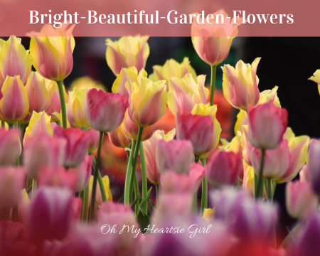 Bright-Beautiful-Flowers-For-Spring-Gardens