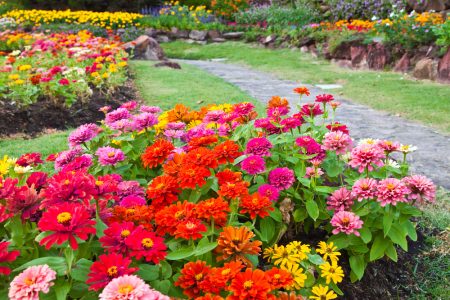 Bright-Beautiful-Garden-Flowers