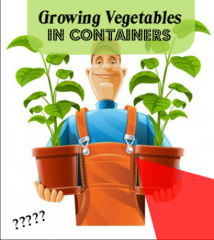 Growing-Vegetables-in-Containers
