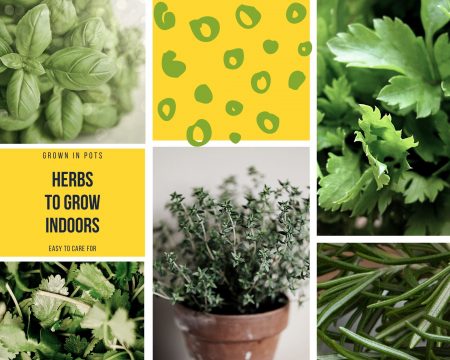  Herbs-that-will-grow-indoors-basil-rosemary-thyme-parsley-oregano