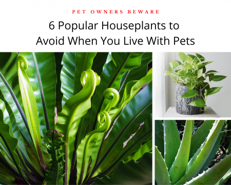 Plants-that-are-unsafe-for-dogs-and-cats-in-your-home