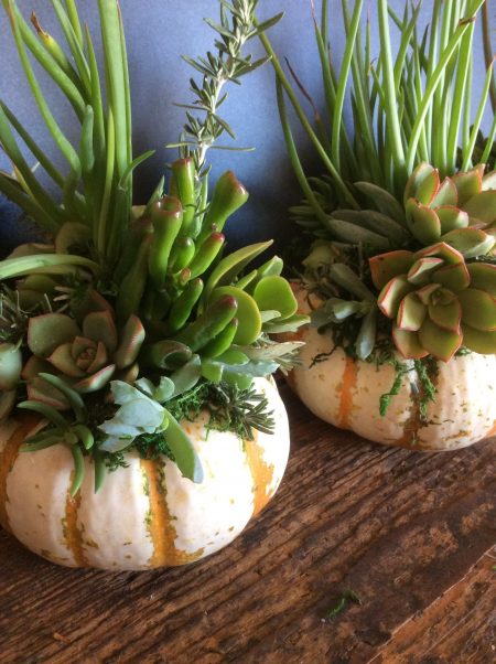 Pumpkin-with-Planted-Succulents