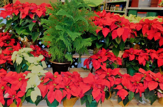 Christmas-Potted-Plants.