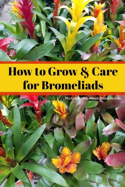 How-to-Grow-and-Care-for-Bromeliads.