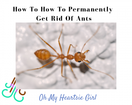 How-To-Permanently-Get-Rid-Of-Ants.