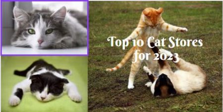Top 10 cat stories for 2023